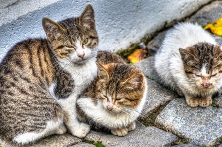 3 Cats - cats, kitty, animal, purr, pussy, 3