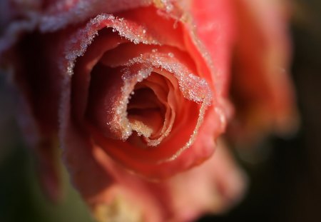 Frosty pink rose - frosty, macro, pink, winter, rose, flower