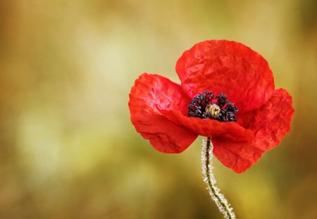 Single poppy - red, summer, flower, poppy, macro, single