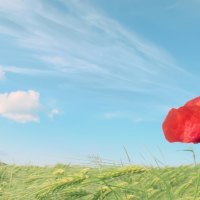 poppy on a barley field