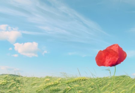 poppy on a barley field