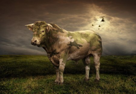 camouflage bull - fun, camouflage, animal, hide, cattle, funny, bull, war