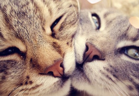 Cats - paws, face, pretty, cute, beautiful, kitty, cats, kitten, lovely, cat face