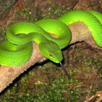 GREEN VIPER