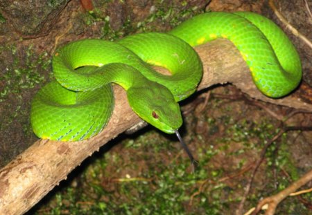 GREEN VIPER - scales, viper, wild, snake, green