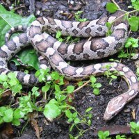 CORN SNAKE