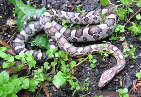 CORN SNAKE - REPTILE, SCALES, SNAKE, CORN SNAKE