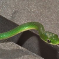 GREEN SNAKE