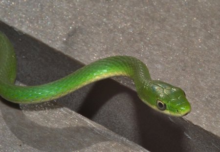 GREEN SNAKE - green, scales, reptile, snake