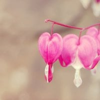 Bleeding heart