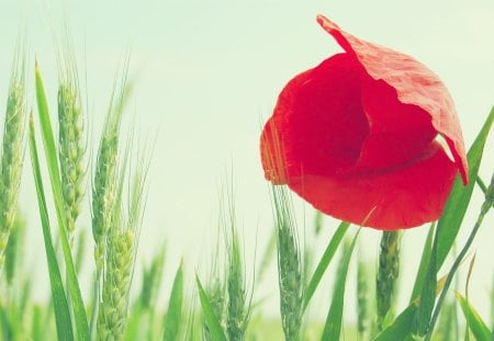 Poppy and barleys - red, summer, flower, barley, poppy