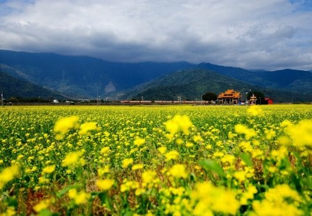 Field of Flowers - storm, clouds, house, flowers field, landscape, yellow flowers, flowers, nature, field, mountains, sky