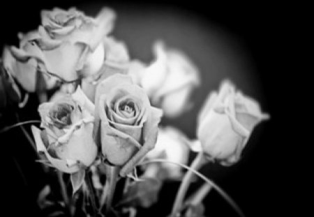 * - withe, roses, black, for u, romantic, valentine, love, day