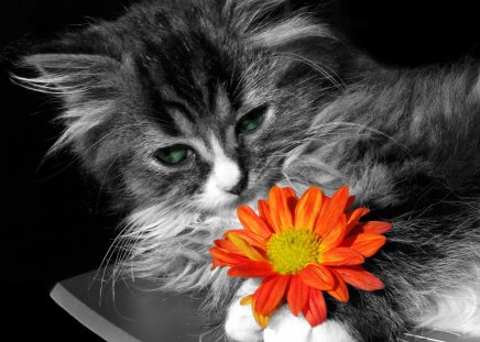 Adorable Cat - pretty, cat face, cat eyes, daisy, eyes, flower, paws, sweet, cat, kitten, cute, cats, adorable, gerbera, animals, kitty