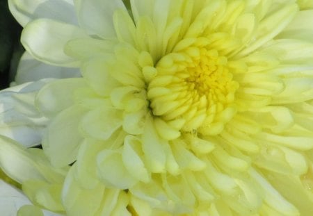 Lemon Petals - blooms, flowers, flora, petals