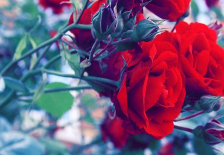 Happily - flowers, roses, nature, red, love, happy