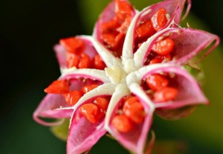 Flower seed - seed, nature, red, flower, petals