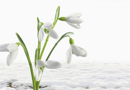 Snowdrops - flowers, white, nature, snow, snowdrops