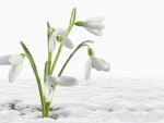 Snowdrops