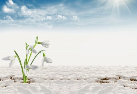 Snowdrops - flowers, clouds, nature, snow, snowdrops, petals, sky