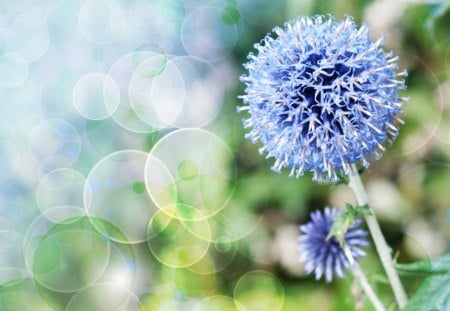 Beauty in blue - nature, blue, flower, petals