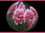 PHLOX BALL