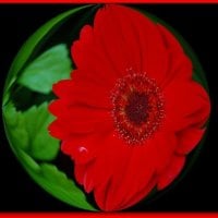 GERBERA BALL