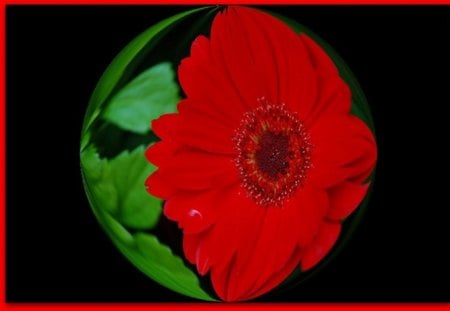 GERBERA BALL - ball, red, flower, gerbera