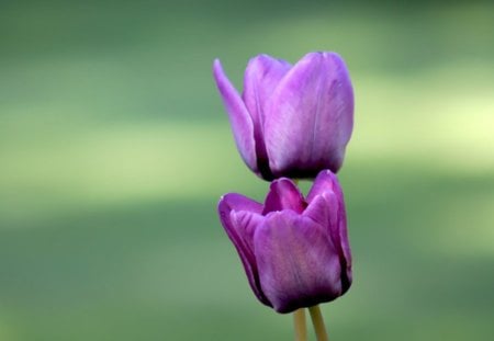 Tulip - tulip, flower, nature, lilac