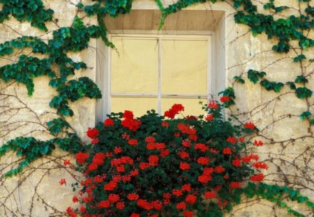 nice ledge with flowers - ledge, nice, flowers, with