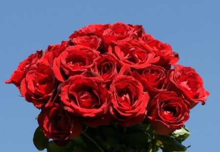 bouquet roses - bouquet, lovely, roses, red roses