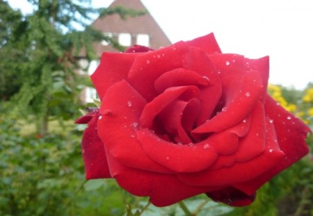 beautiful red rose❥•٠ - roses, red rose, beautiful, red, green, nice