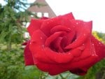 beautiful red rose❥•٠