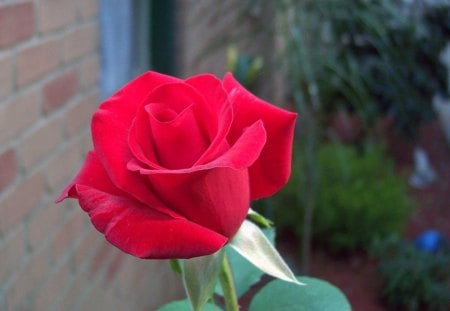 red roseâ¥â€¢Ù  - red, beautiful, rose, lovely, red rose