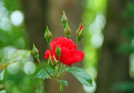 red with green❤ - rose, red rose, red, green