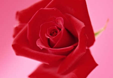 ❤ - red rose, red, rose, nice, pink