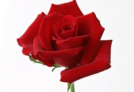 rose❥●٠ - rose, red rose, red, beautiful