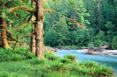 nature ❥ - nice, nature, tree, green