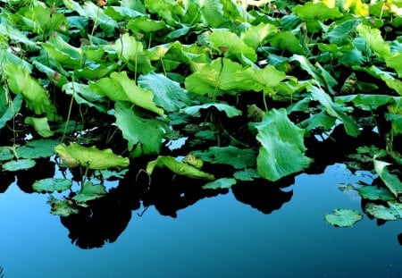 green, - nature, green, lake, lovely, plant