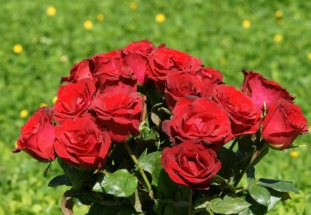 lovely bouquet - lovely bouquet, roses, red, red roses