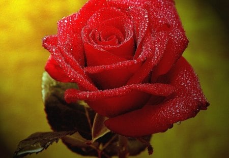 â¤ - lovely, rose, pure, red rose