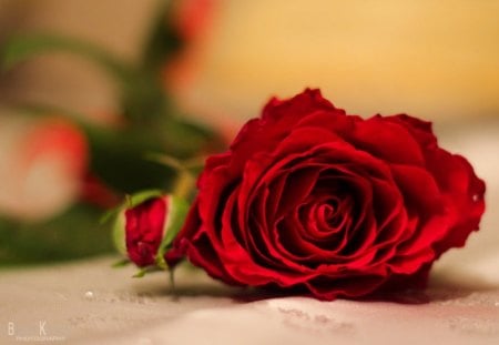 My love - one, passion, red, rose, little, love, flower