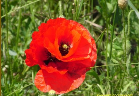 foto di papaveri - papaveri, sole, estate, fiori