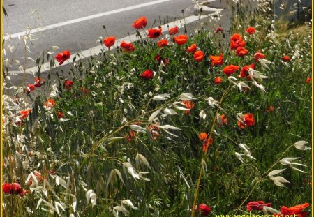 campo papaveri - campagna, sole, papaveri, campo