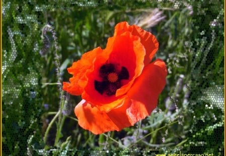 papavero - papavero, sun, campo, countryside, poppy