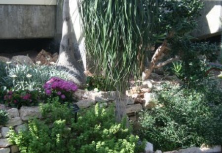 A great day at Edmonton garden 01 - white, pink, flowers, photography, yellow, cactus, green, daisy