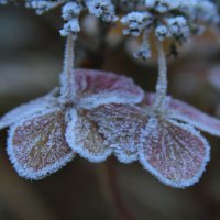 Frozen nature