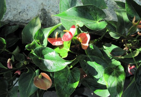 A great day at Edmonton garden 09 - white, flamingo lily, Flowers, red, green, photography