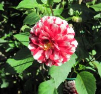 A great day at Edmonton garden 11