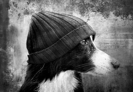 :) - wp, winter, photography, dog, cap, animal, funny, cold, bw